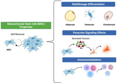 Mesenchymal stem cell-based therapy for non-healing wounds due to chronic limb-threatening ischemia: A review of preclinical and clinical studies